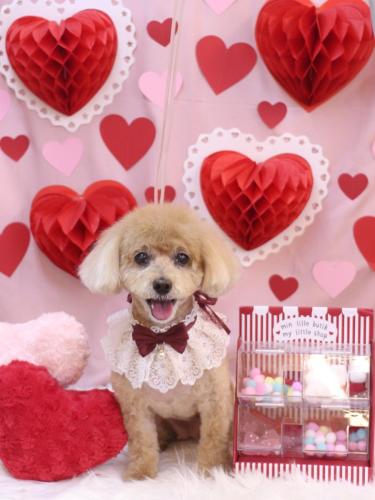 20240225プーちゃん